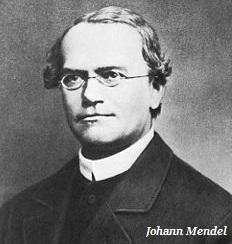 Johann Mendel