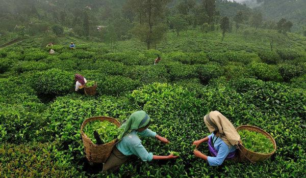 Tea plantation