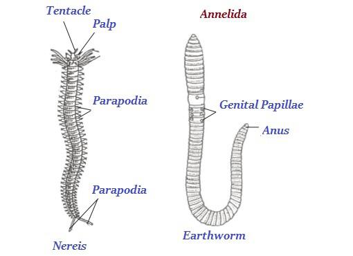 Annelida