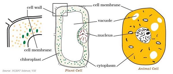 Cell Structure