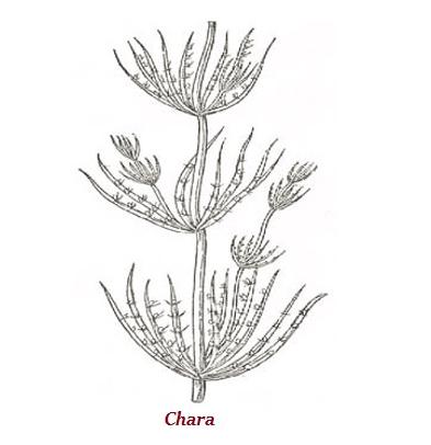 Chara