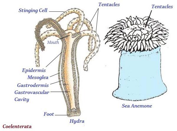 Coelenterata
