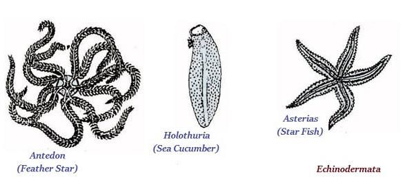 Echinodermata