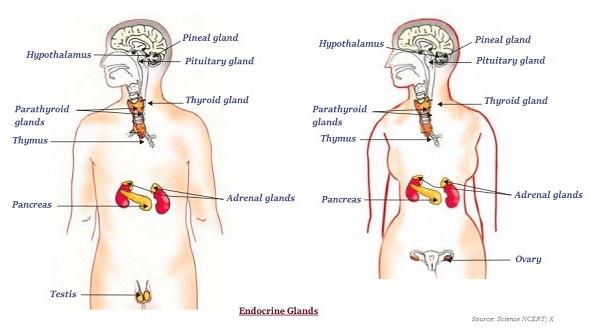 Endocrine Glands