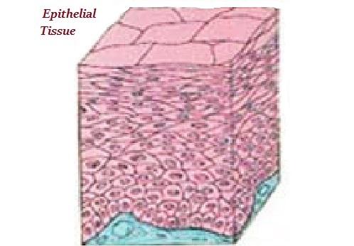 Epithelial