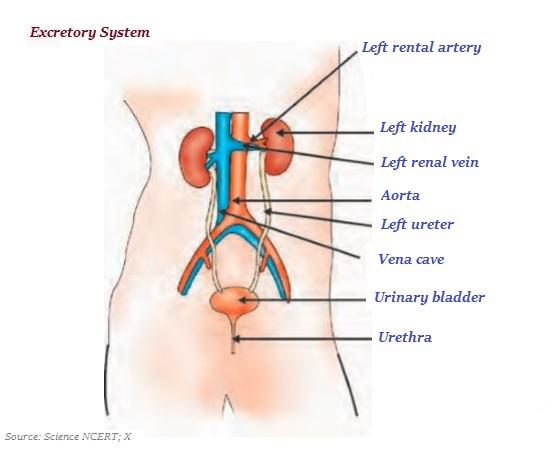 Excretory System