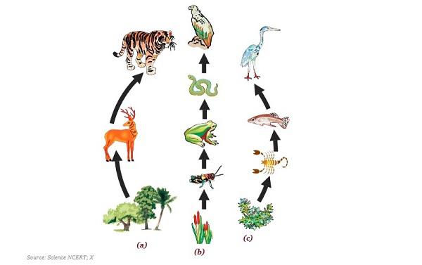 Food Chain