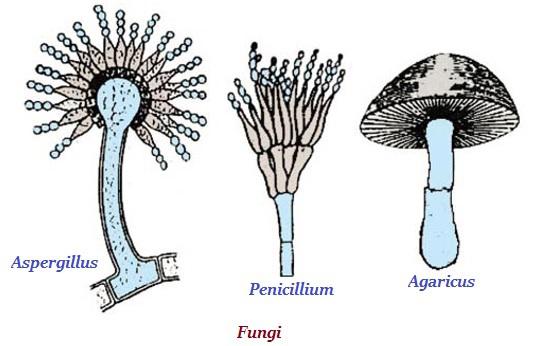Fungi