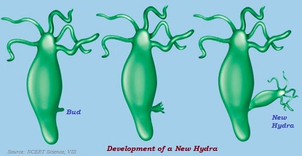 Hydra