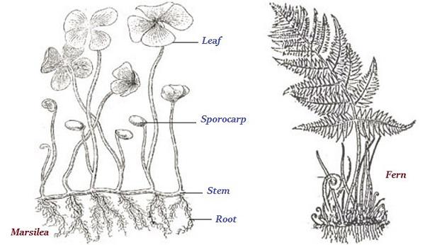 Marsilea