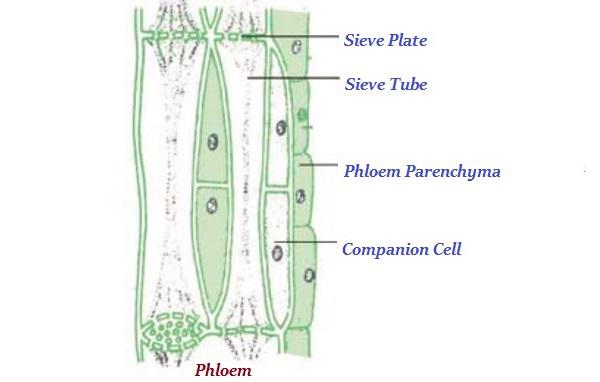 Phloem