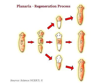 Planaria