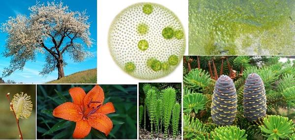 Plantae Kingdom