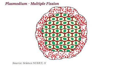 Plasmodium Multiple Fission