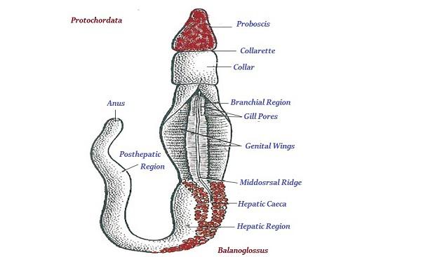 Protochordata