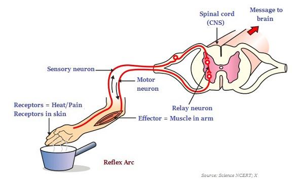 Reflex Arc