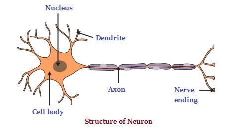 Structure of Neuron