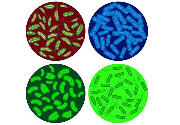 Bacteria