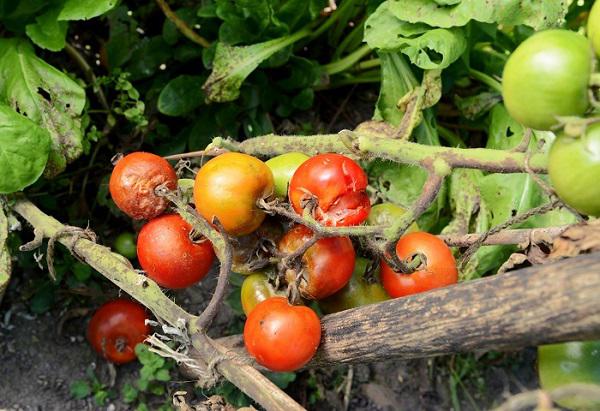 Plant Disease