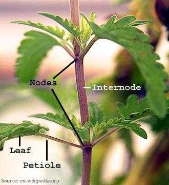 Stem