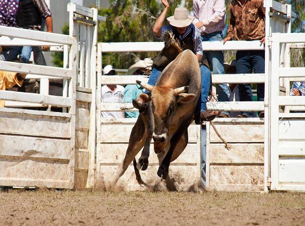 Mounting the Bull