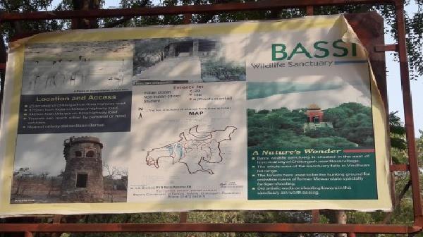 Bassi