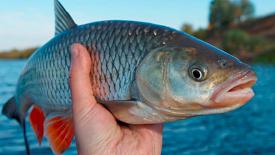 Hump-backed Mahseer