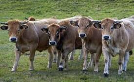 Cow Sanctuary