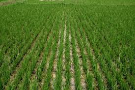 Agriculture Ministry