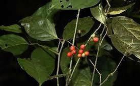 New Plant Species