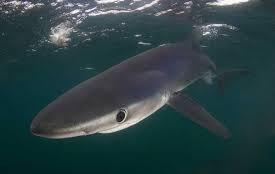 Shark Species