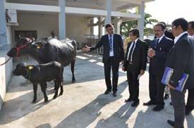 Central Institute for Research on Buffaloes