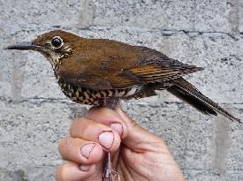 Himalayan Forest Thrush