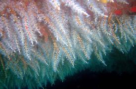 Marine Ecology