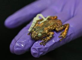 New Tree Frog Genus