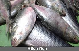 Hilsa Fish