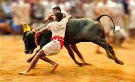 Jallikattu