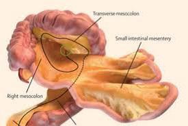 Mesentery
