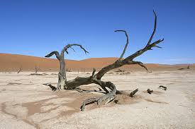 World Witnessed Hottest Year