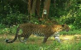 Mundanthurai Tiger