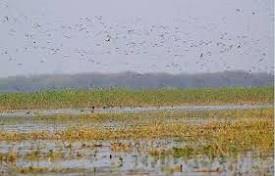 wetlands from India