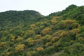 Afforestation Fund Bill