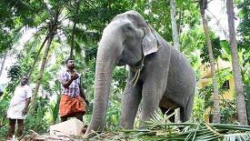 Dakshayani