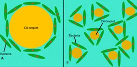 Oil Degrading Bacteria