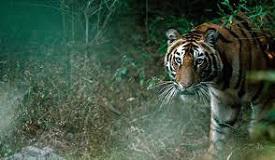 Rise of Environmental Crime report