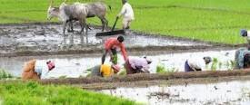 Farmers
