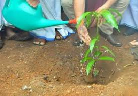 Plantation Drive