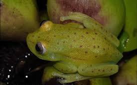 fluorescent frog