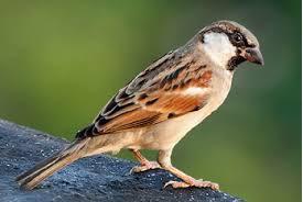 World Sparrow Day
