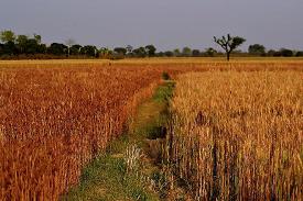 Wheat